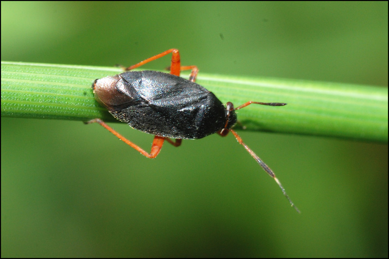 Miride: Capsus ater dell''Emilia (MO)